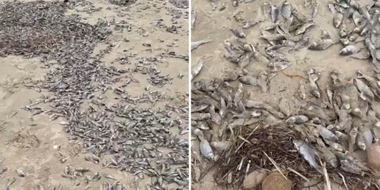 Ribuan bangkai ikan ditemukan di pantai Australia Selatan/ist.