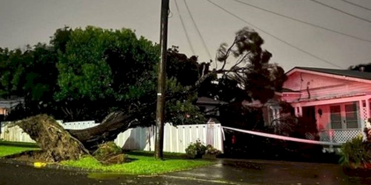 Pohon tumbang di pinggiran kota Auckland, Selandia baru/net