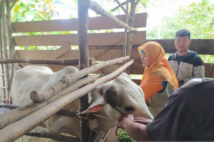 Tim Satgas PMK menyuntikan vaksin dosis kedua untuk hewan ternak sapi/ist.