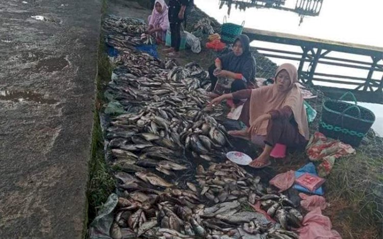 Warga mendapatkan ribuan ikan di  Danau Ranau, OKU Selatan akiat terjadinya fenomena naiknya asam belerang dari gunung seminung yang menyebabkan ikan-ikan menjadi mabuk. (ist/RmolSumsel.id)