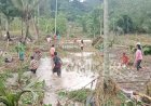 Terancam Gagal Panen, Banjir Rendam 10 Hektar Sawah di Desa Lubuk Nipis