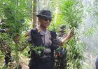 4 Hektare Ladang Ganja di Aceh Utara Dimusnahkan Tim Gabungan