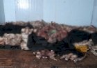 Polisi Vietnam Temukan Satu Ton Kucing Beku di Sebuah Gudang, Diduga untuk Dimasak
