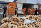 Vietnam Sita Tujuh Ton Gading Gajah Selundupan asal Angola
