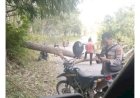 Tiga Remaja di PALI Tertimpa Pohon Tumbang