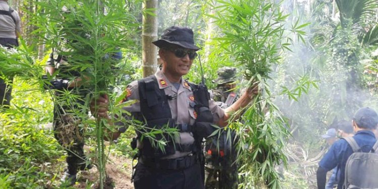 Pemusnahan ladang ganja seluas empat hektare di Sawang, Aceh Utara/Ist