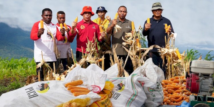 Panen jagung di kawasan Kampung Kwadeware dan Kampung Doyo Lama, Distrik Waibu, Kabupaten Jayapura, Papua/Ist