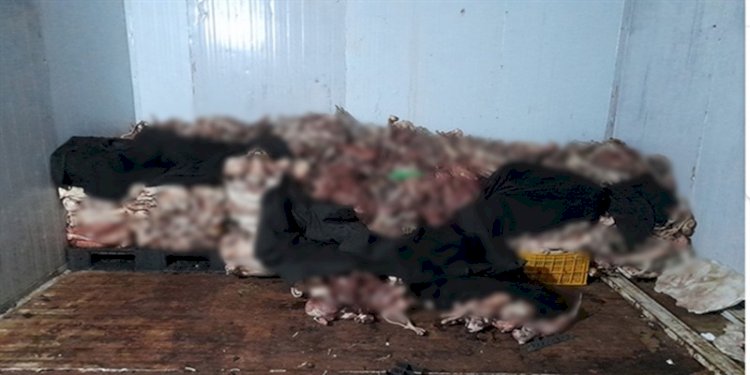 Lebih dari satu ton kucing beku ditemukan di lokasi bisnis Dong Thap/Net