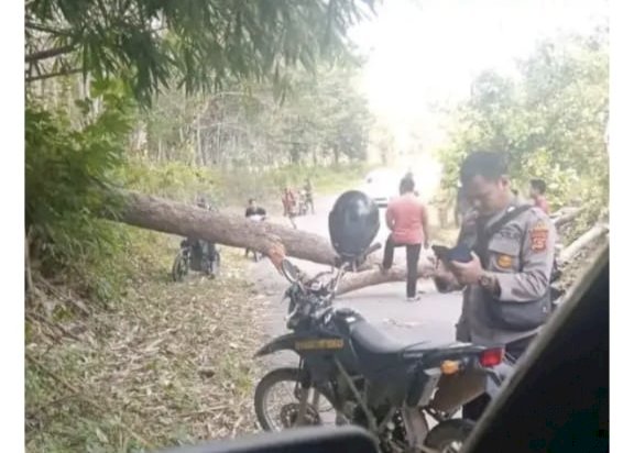 Pohon tumbang yang roboh dan menimpa tiga pelajar SMP di di wilayah Desa Raja Jaya Kecamatan Penukal Kabupaten PALI, pada Rabu (22/3).(RmolSumsel.id)