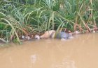 Warga Hilang Tenggelam di Sungai Ogan Ditemukan Sudah Tak Bernyawa