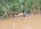 Warga Hilang Tenggelam di Sungai Ogan Ditemukan Sudah Tak Bernyawa