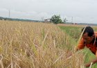 Optimalkan Lahan Rawa, Sumsel Siap Geser Jawa Timur sebagai Wilayah Sawah Terluas