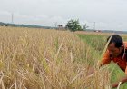 Ratusan Hektar Sawah Terserang Banjir, Ada yang Gagal Panen