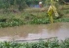 Buaya 3 Meter Muncul di Sungai Aliran Deras , Warga Dusun Sumber Bakti Musi Rawas Resah
