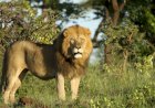 10 Singa di Taman Nasional Kenya Tewas Ditembak Pengembala Kambing