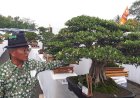 Bonsai Seharga Mobil Ikut Ramaikan Kontes Nasional di Lubuklinggau