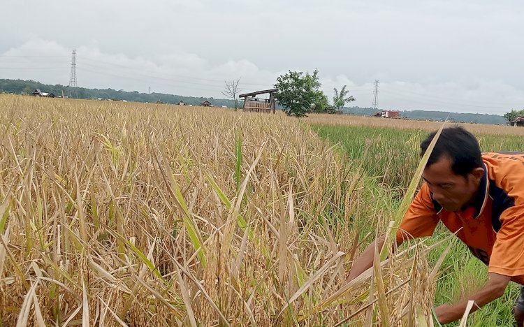 Ilustrasi sawah padi. (ist/rmolsumsel.id) 