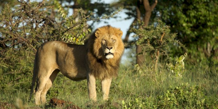 Singa di Taman Nasional Amboseli, Kenya/Net