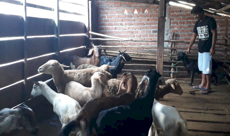 Penjual kambing kurban di Lubuklinggau masih sepi dan belum berani untuk stok sebelum ada yang memesan/ist