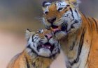 Berhasil Gandakan Populasi, India Sukses Cegah Kepunahan Harimau