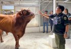 Warga Palembang Dapat Sapi Kurban Seberat 1 Ton dari Presiden Joko Widodo 