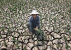 BMKG Perkirakan El Nino Hingga Februari 2024