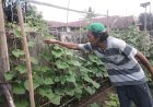 Timun Tumbuh Subur di Pekarangan Rumah, Inisiatif Ferdinan Agung Memanfaatkan Lahan Kosong
