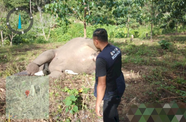 Seekor Gajah betina mati akibat keracunan/ist