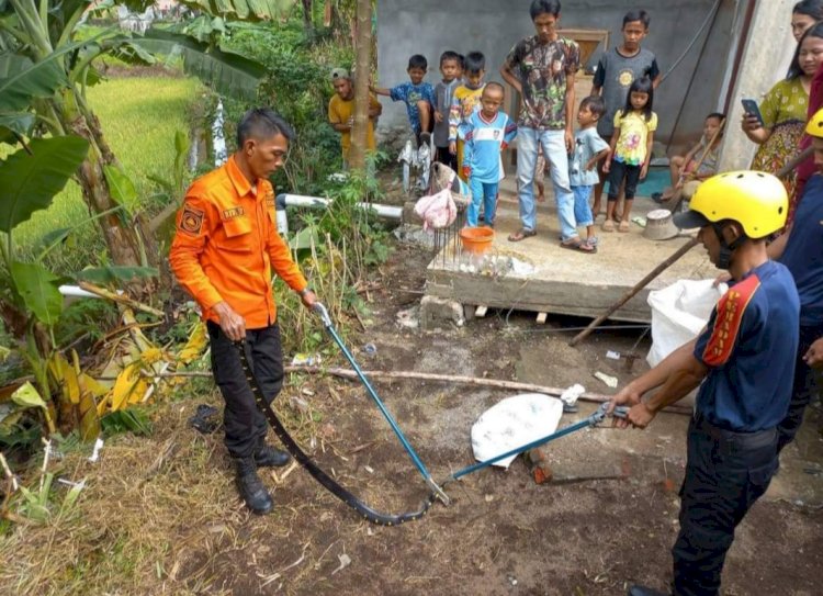 Petugas mengevakuasi ular masuk rumah warga/ist