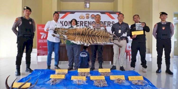 Konferensi pers penangkapan penjual organ harimau di Gayo Lues/Ist