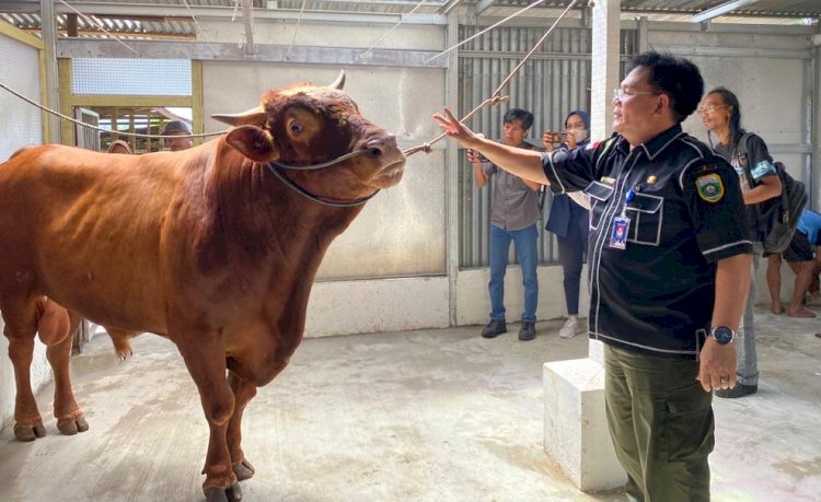 Presiden Joko Widodo akan menyumbang sapi untuk kurban jenis simental seberat 1 ton pada hari raya Idul Adha 1444 Hijriah /ist