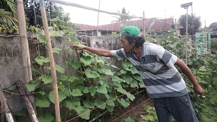 Pepen memperlihatkan timun hasil tanamannya yang tumbuh subur/ist