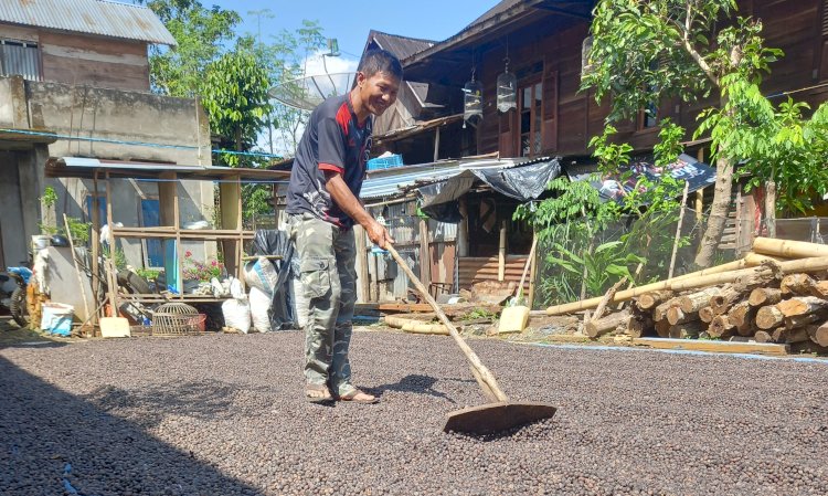 Petani Kopi di Pagar Alam tampak sumringah dengan kenaikan harga kopi/Foto:RMOL