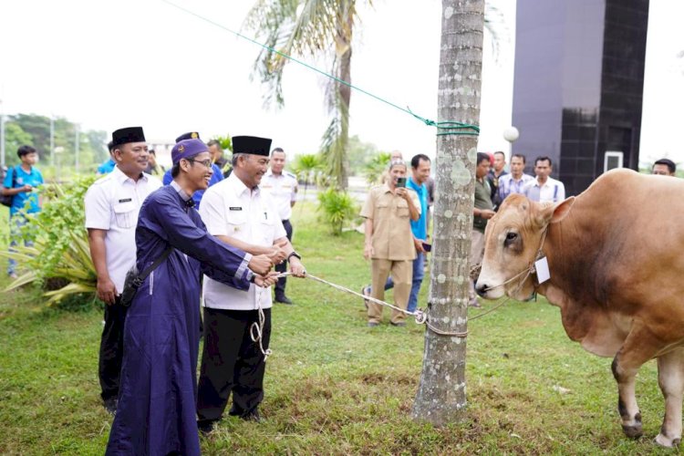 Pj Bupati Salurkan Bantuan Hewan Kurban Sapi Limosin dan Brahman/ist