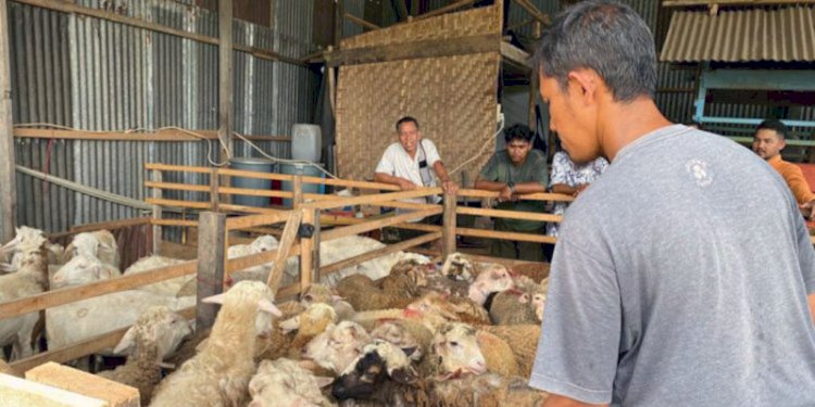 Afdhal (baju kaos hitam) sedang memperhatikan hewan kurban yang berada di tempat penjualan hewan kurban miliknya di kawasan Ie Masen, Ulee Kareng, Banda Aceh/RMOLAceh