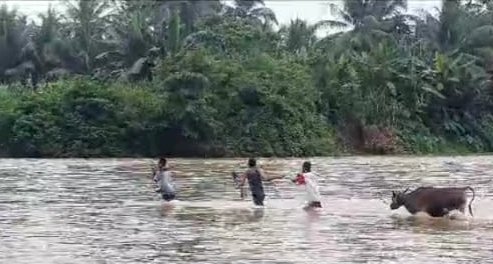 Sapi kurban serahan Kapolres Muratara harus menyeberangi sungai ke Desa Batu Gajah/ist