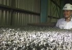 Indonesia Bisa Tentukan Harga Nikel Sendiri melalui Bursa Berjangka