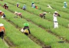 Pertanian Terancam Sepi Penerus, Pemprov Sumsel Luncurkan Program Brigade Pangan