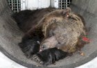 Beruang Penganiaya Pelari di Gunung Alpen Batal Dihukum Mati