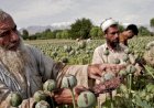 Tekan Perdagangan Narkoba, Taliban Berantas 40 Ribu Hektar Tanaman Opium