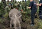 Selamatkan Populasi Badak Putih Afrika, Ilmuwan Ciptakan Lima Embrio Baru