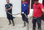 Damkar PALI Evakuasi King Kobra 4 Meter di Talang Subur 
