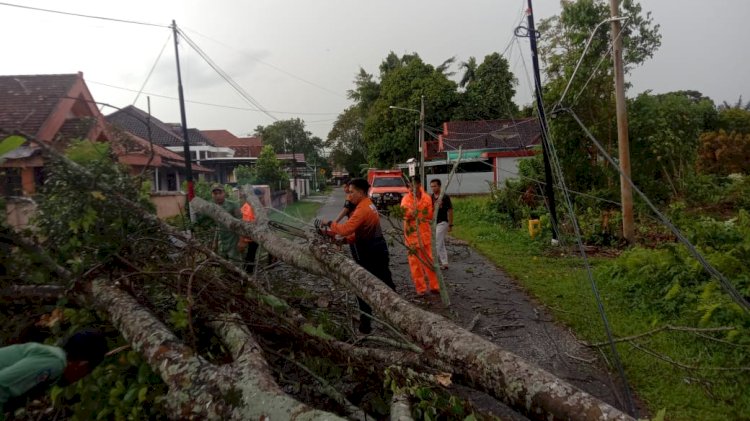 BPBD Muba Evakuasi pohon tumbang/ist