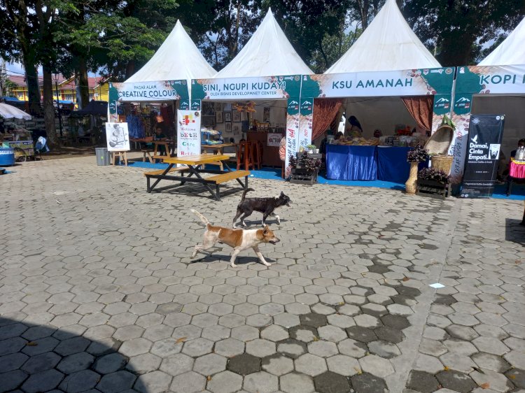 Kerumunan Anjing Liar di areal rekreasi alun - alun utara kota Pagar Alam Minggu (9/7). (Taufik/RmolSumsel.id)
