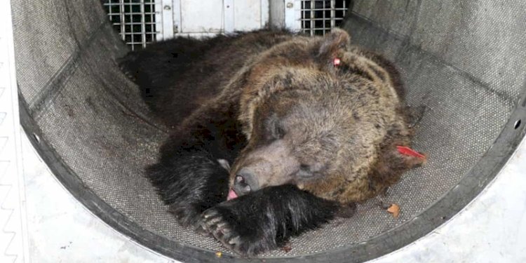Beruang betina, JJ4, dalam penahanan/Net