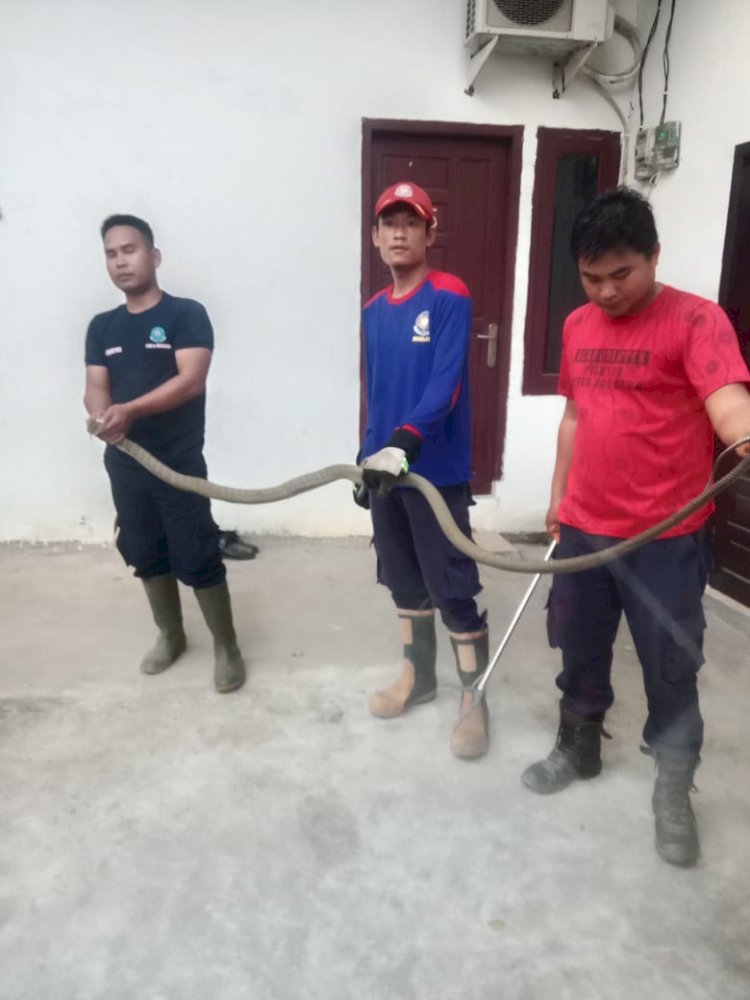 Evakuasi ular kobra sepanjang empat meter oleh Damkar PALI. (ist/RmolSumsel.id)