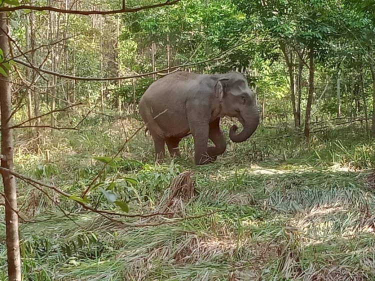 Gajah liar di Musi Rawas/ist
