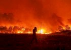 Dilanda Kebakaran Hutan, Ribuan Warga Yunani Dievakuasi