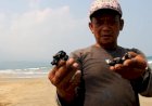 Pantai Kedu Warna Dicemari Minyak Mentah, Walhi Lampung: APH, DLH dan KLHK Harus Usut Tuntas