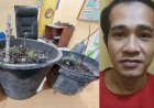 Iseng Tanam Ganja di Ember, Pemuda di OKU Timur Ditangkap Polisi